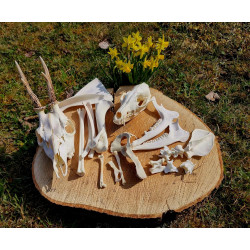 copy of Dekomaterial...