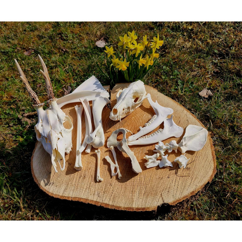 copy of Dekomaterial Knochen auf Anfrage